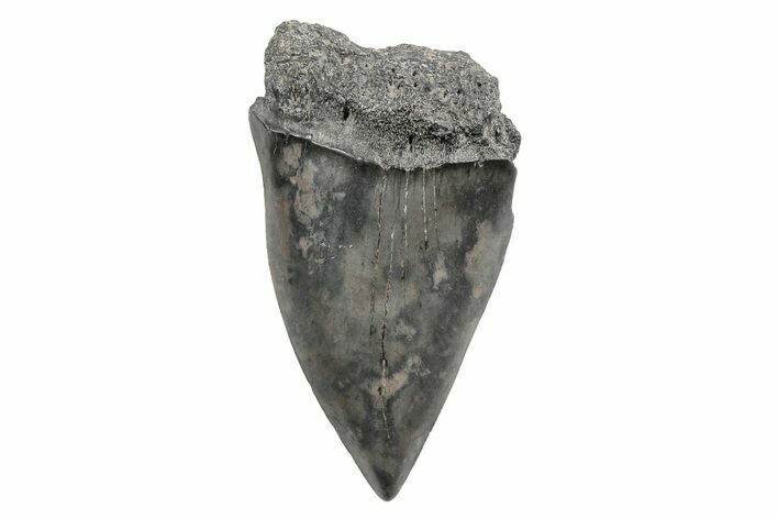 Fossil Broad-Toothed Mako Tooth - South Carolina #214628